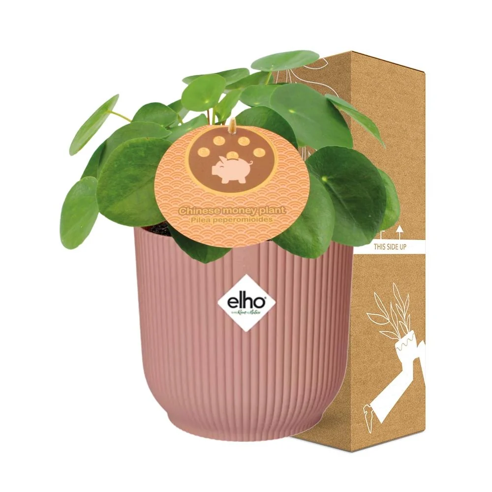 Muttertag - Pilea Peperomioides 12cm im ELHO Vibes Fold 14cm rosa