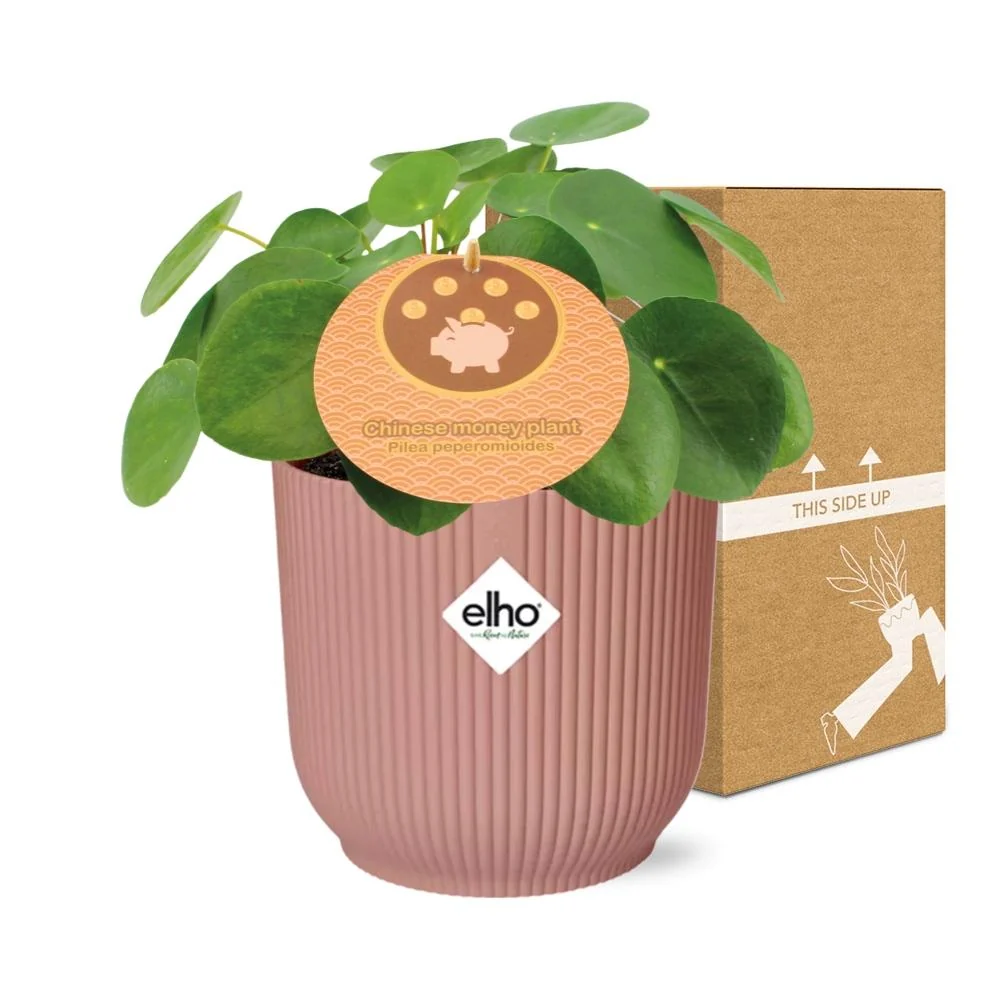 Muttertag - Pilea Peperomioides 12cm im ELHO Vibes Fold 14cm rosa