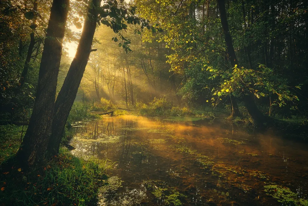 Deep forest