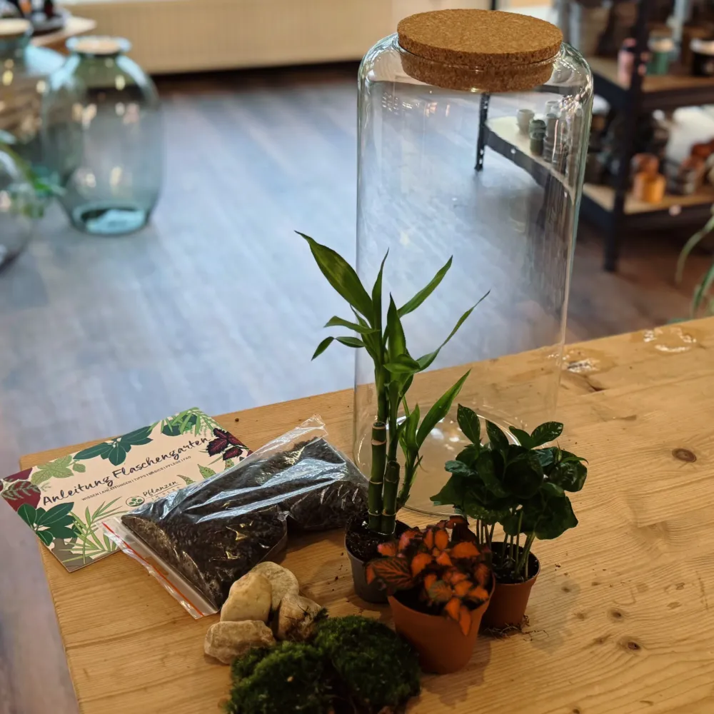 Flaschengarten DIY Set No80 - Dracaena braunii ‘Glücksbambus‘ x Fittonia 'Forest Flame' x Coffea arabica