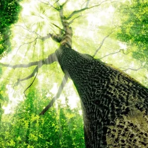 PVC Fototapete Forest – ECO Wandbild Selbstklebende Tapete – 3D Vinyl Wandsticker XXL SW119