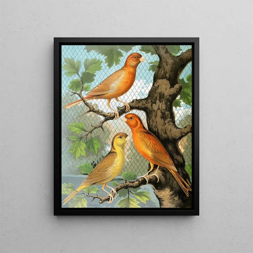 Canaris cannelle - W. . Blakston | Kunstdruck