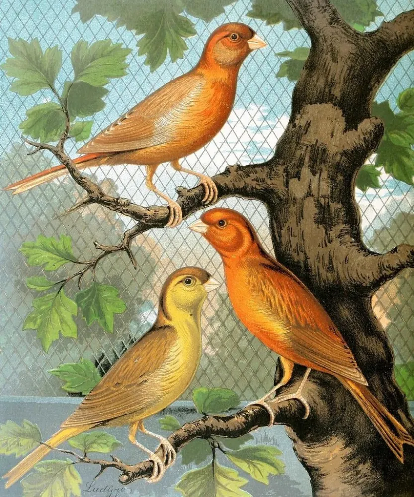 Canaris cannelle - W. . Blakston | Kunstdruck