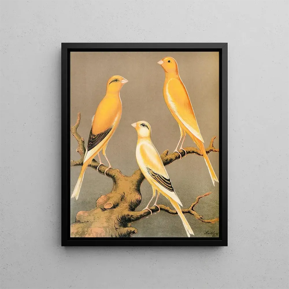 Canaris des Yorkshire, gleichmäßig Gelb und Buff sowie Hellgelb markiert - W. . Blakston | Kunstdruck