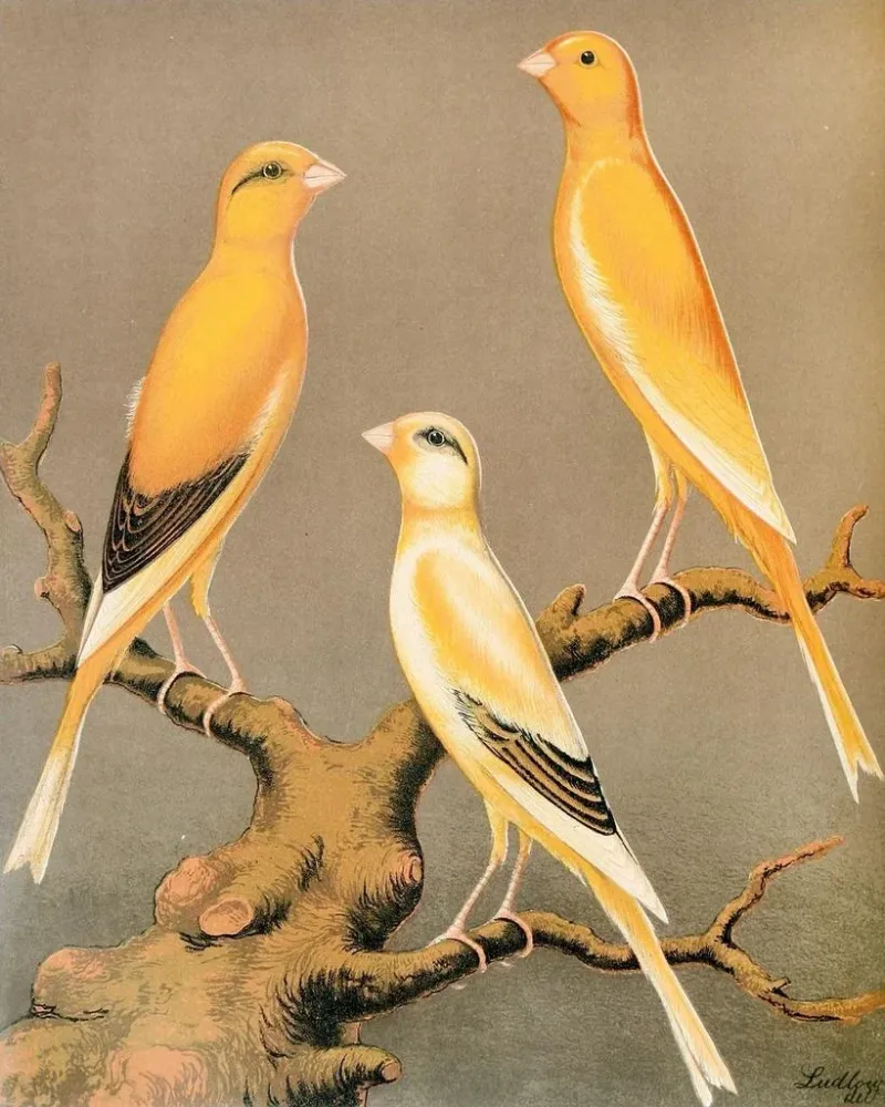 Canaris des Yorkshire, gleichmäßig Gelb und Buff sowie Hellgelb markiert - W. . Blakston | Kunstdruck