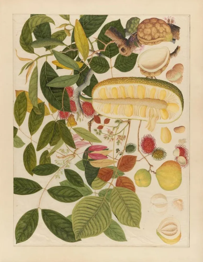 Chinesisches Obst-Aquarell-Album Gemälde Pl01 - Anonym | Kunstdruck