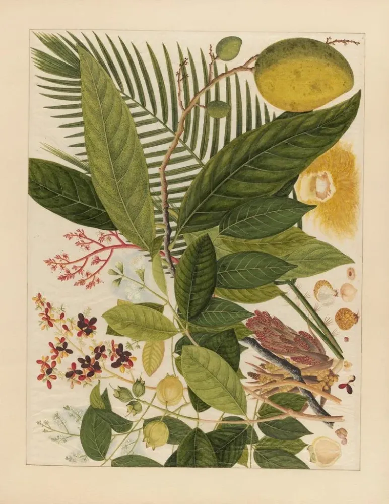 Chinesisches Obst-Aquarell-Album Gemälde Pl04 - Anonym | Kunstdruck