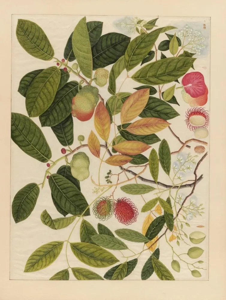 Chinesisches Obst-Aquarell-Album Gemälde Pl06 - Anonym | Kunstdruck