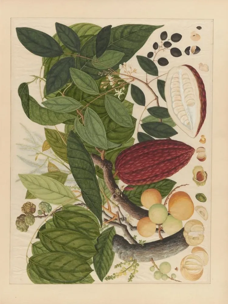 Chinesisches Obst-Aquarell-Album Gemälde Pl07 - Anonym | Kunstdruck