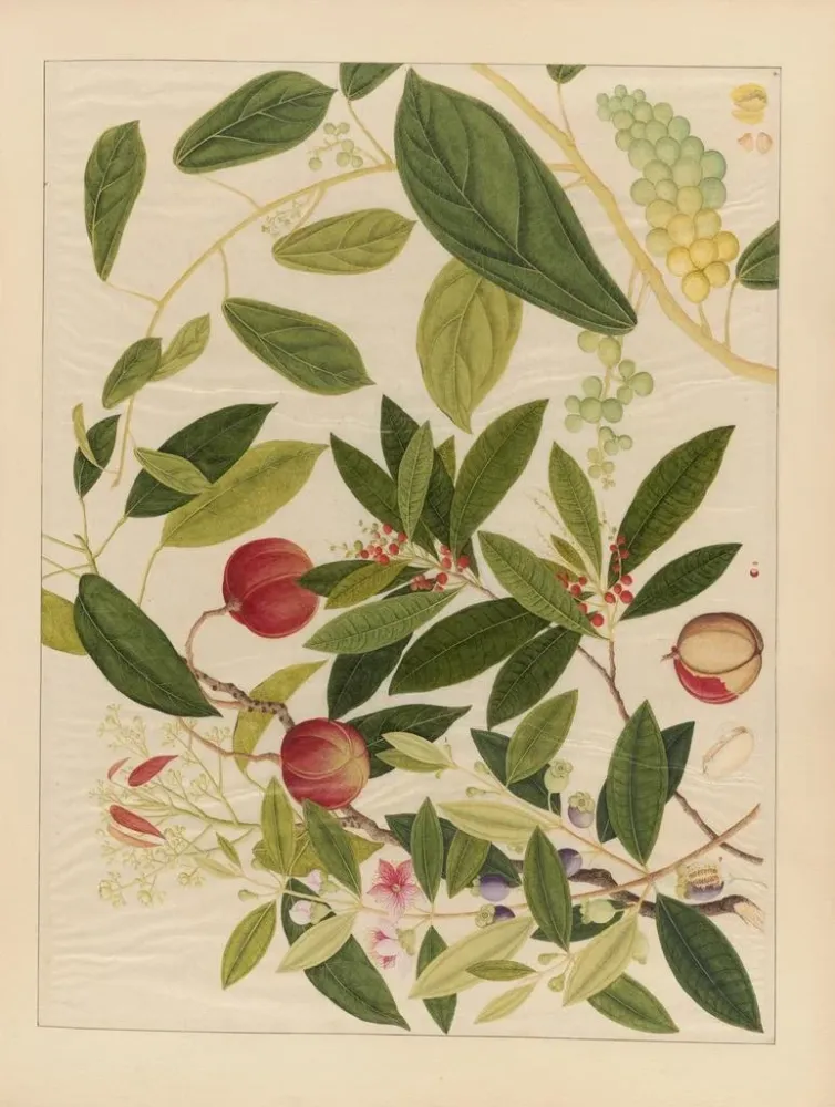 Chinesisches Obst-Aquarell-Album Gemälde Pl09 - Anonym | Kunstdruck