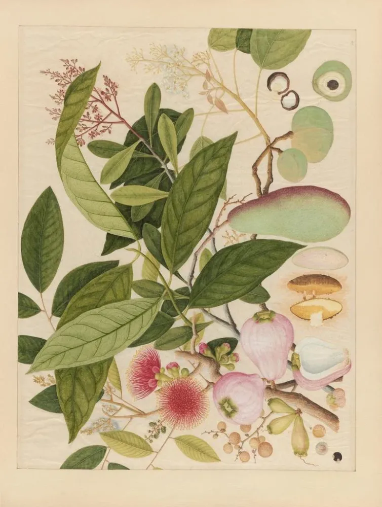 Chinesisches Obst-Aquarell-Album Gemälde Pl12 - Anonym | Kunstdruck
