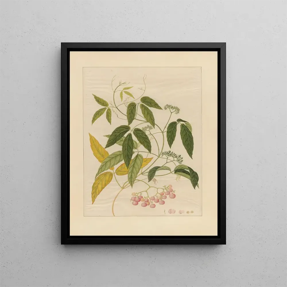 Chinesisches Obst-Aquarell-Album Gemälde Pl13 - Anonym | Kunstdruck