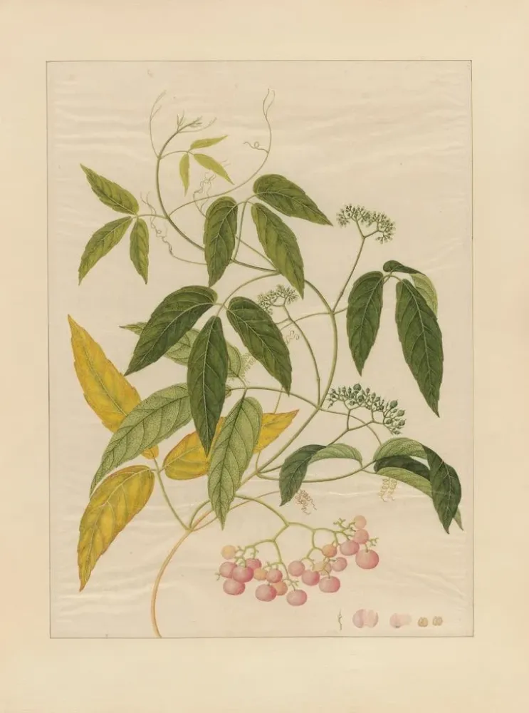 Chinesisches Obst-Aquarell-Album Gemälde Pl13 - Anonym | Kunstdruck