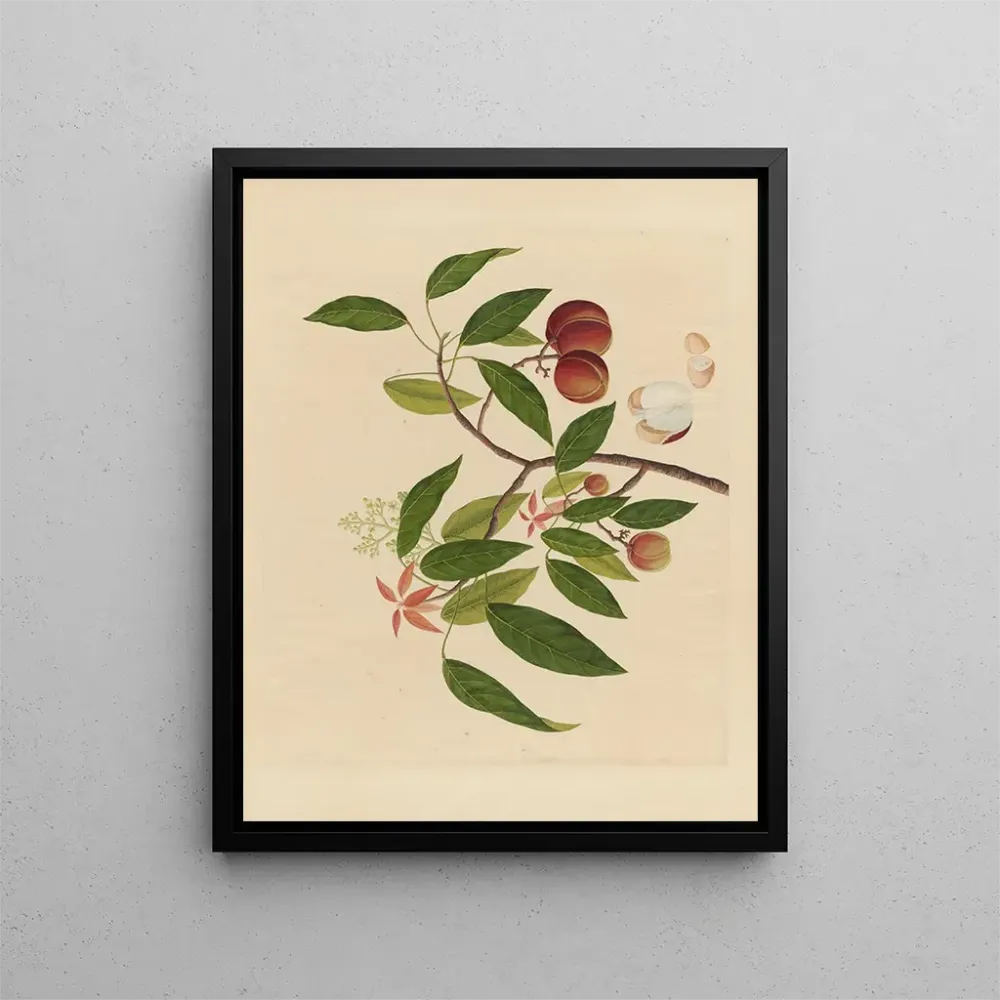 Chinesisches Obst-Aquarell-Album Gemälde Pl18 - Anonym | Kunstdruck