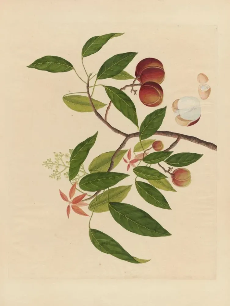 Chinesisches Obst-Aquarell-Album Gemälde Pl18 - Anonym | Kunstdruck