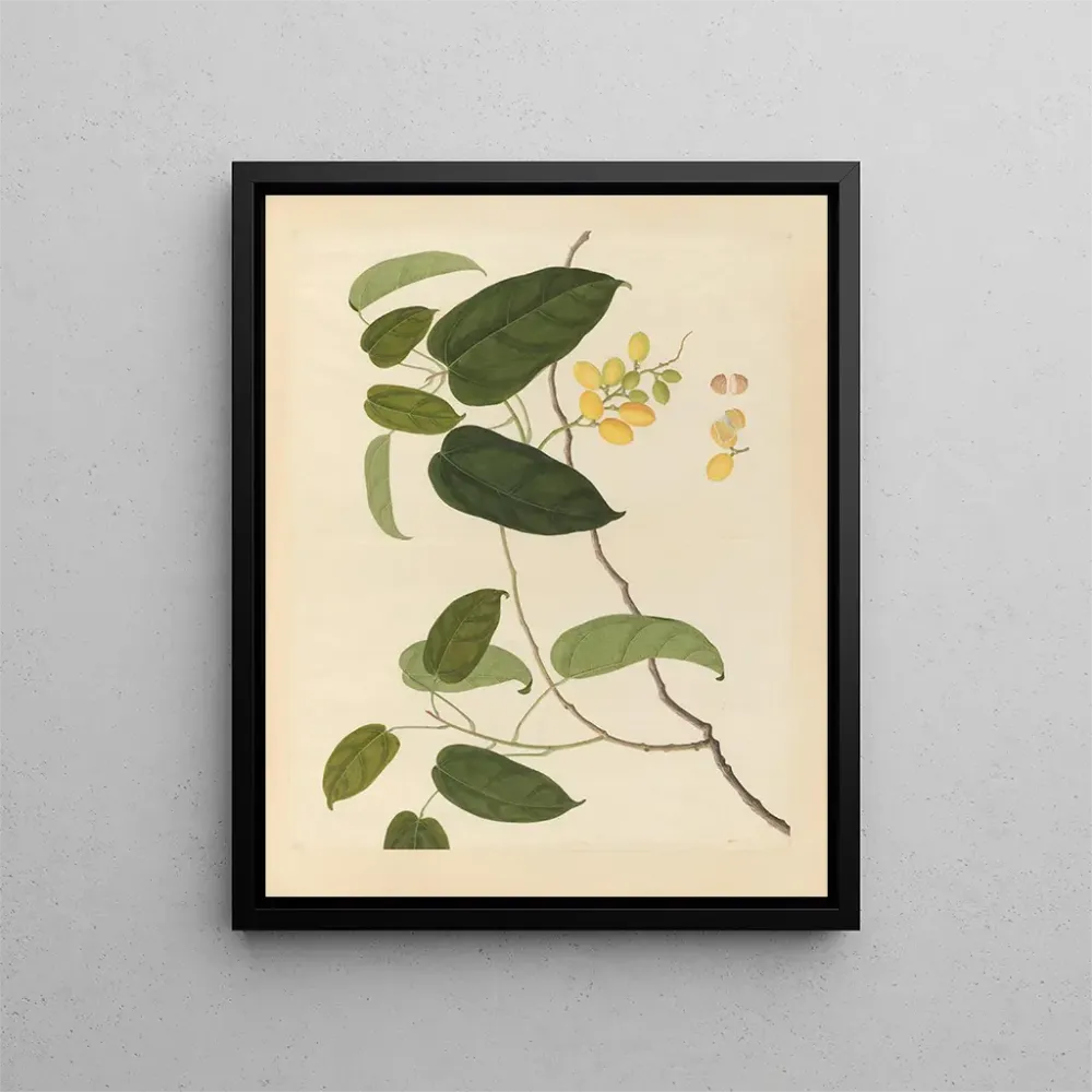 Chinesisches Obst-Aquarell-Album Gemälde Pl22 - Anonym | Kunstdruck