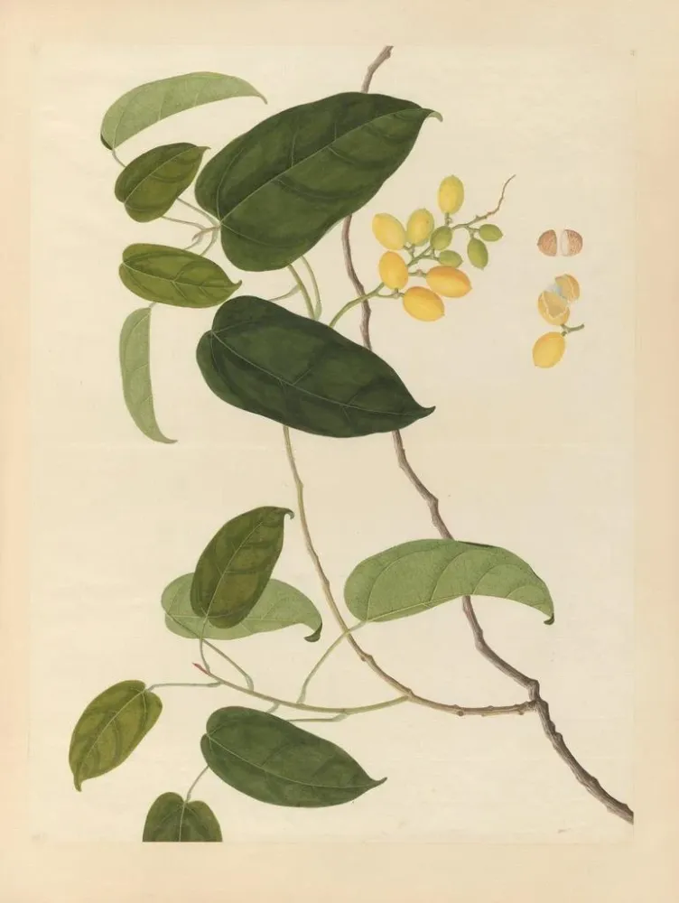 Chinesisches Obst-Aquarell-Album Gemälde Pl22 - Anonym | Kunstdruck