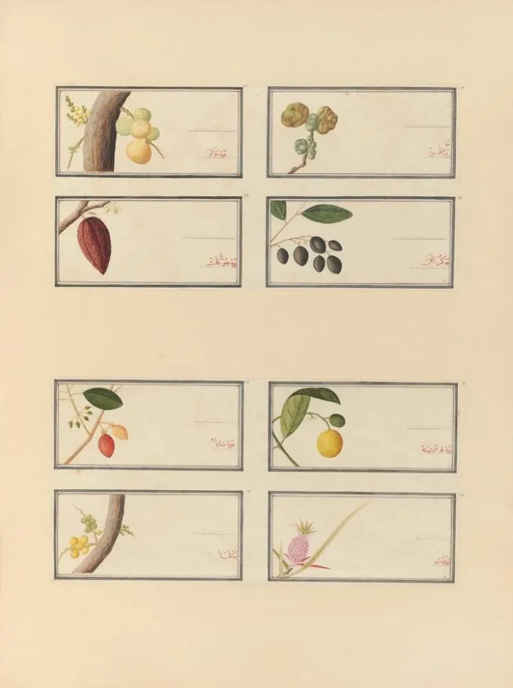 Chinesisches Obst-Aquarell-Album Gemälde Pl26 - Anonym | Kunstdruck