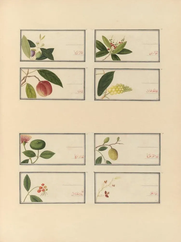 Chinesisches Obst-Aquarell-Album Gemälde Pl27 - Anonym | Kunstdruck