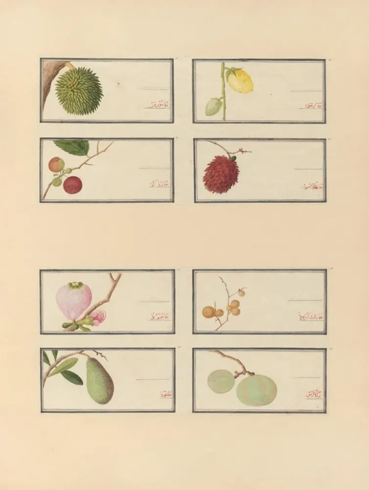 Chinesisches Obst-Aquarell-Album Gemälde Pl28 - Anonym | Kunstdruck
