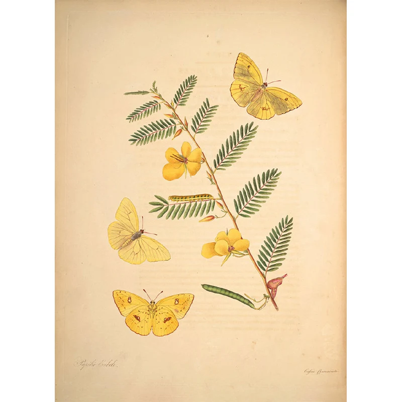 Extra großes botanisches Wandbild Beige, Vlies-Wandkunst für die Inneneinrichtung, personalisierbar Clearhalo
