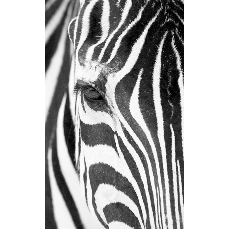 Fotografie Zebra-Haut-Wandkunst, extra großer Wandaufkleber für Akzentwand, individuelle Größe erhältlich Clearhalo