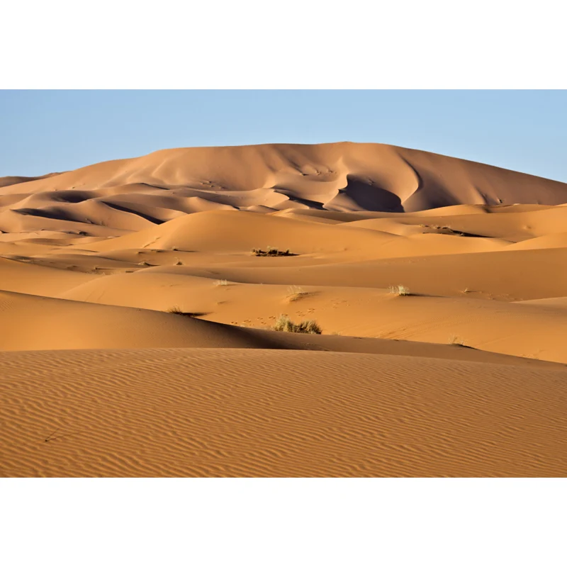 Gelbe Naturlandschaftswandgemälde, Gras- und Sandwüstenlandschaft, moderne, wasserdichte Wandverkleidung Clearhalo