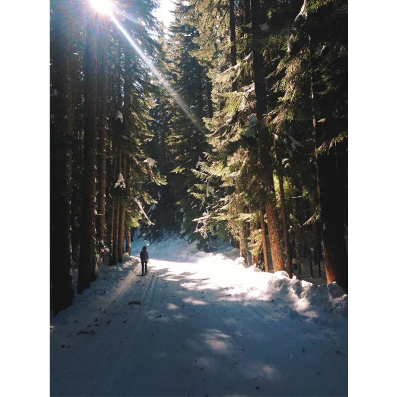 Grüne, moderne Tapete Originalgröße, Spaziergang im verschneiten Kiefernwald mit Sonnenschein, Wandkunst für den Flur Clea...