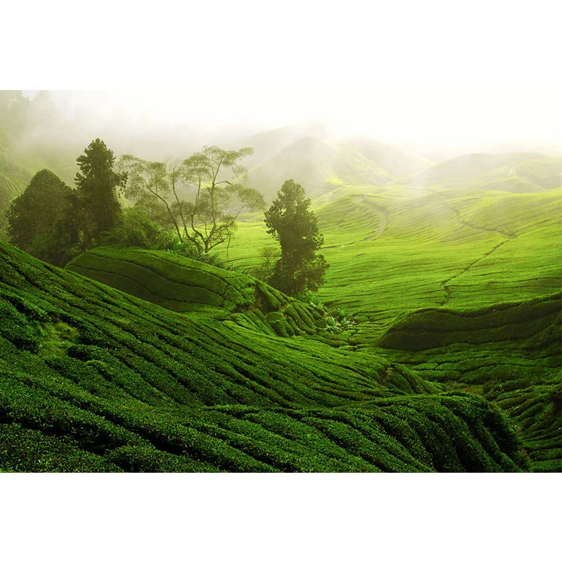 Maßgeschneiderte Fotografie Modernes Wandbild mit Sunburst Above Tea Hills-Muster Grün Clearhalo