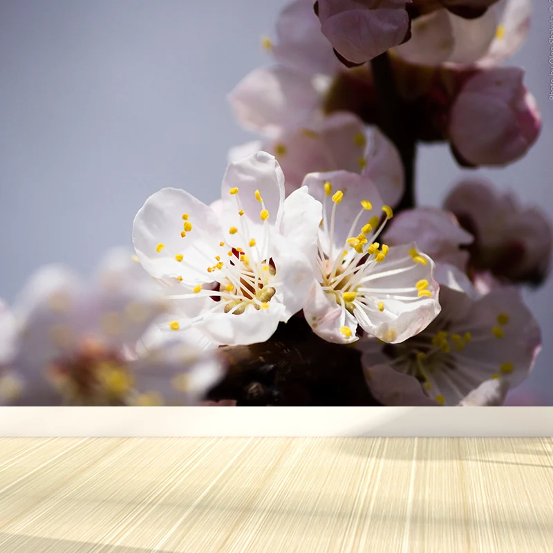 Weiße Kirschblüten-Wandtapete, feuchtigkeitsbeständige Wandverkleidung für Erwachsenenzimmer Clearhalo