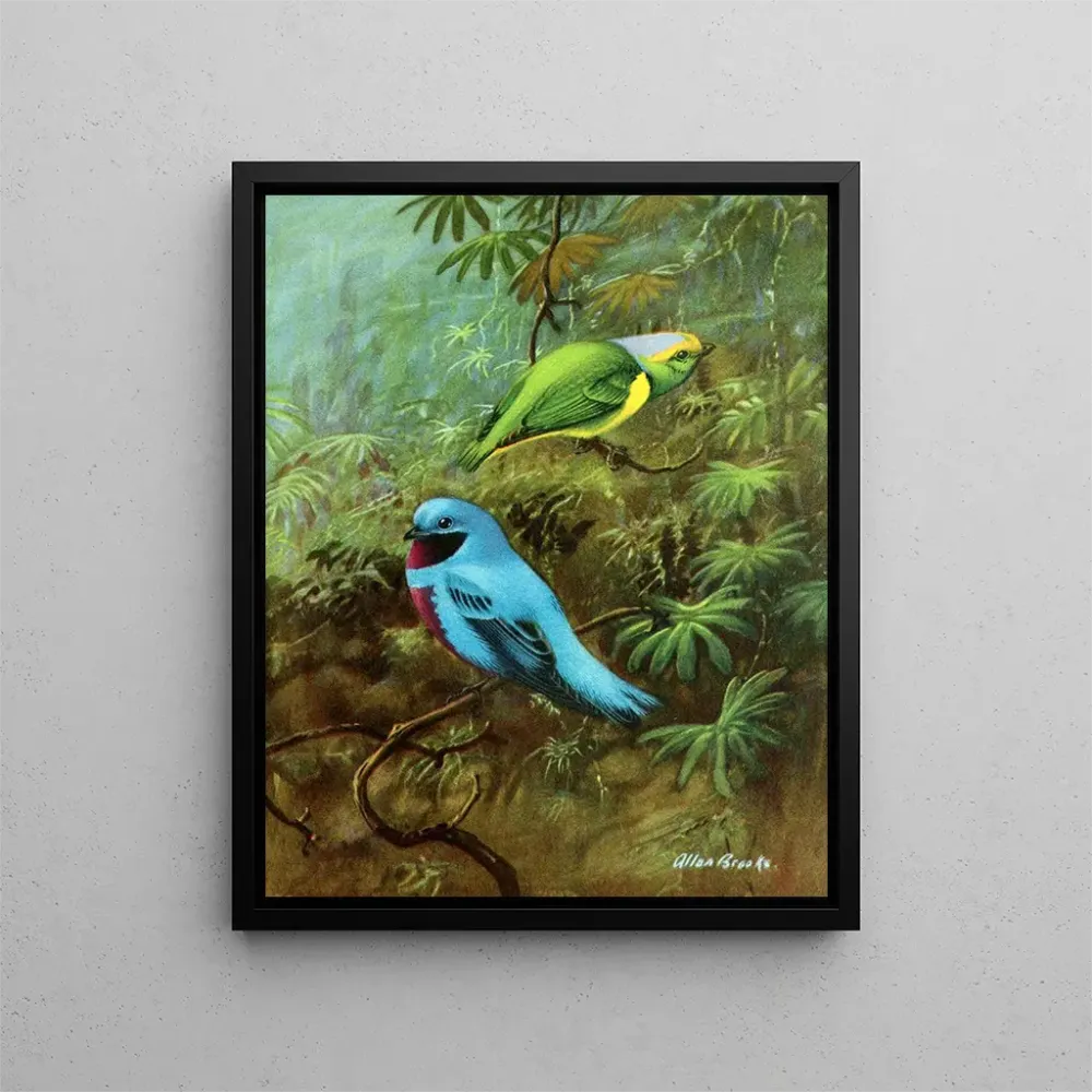Costa Rica Tangara Gemälde und hübscher Cotinga - Allan Brooks