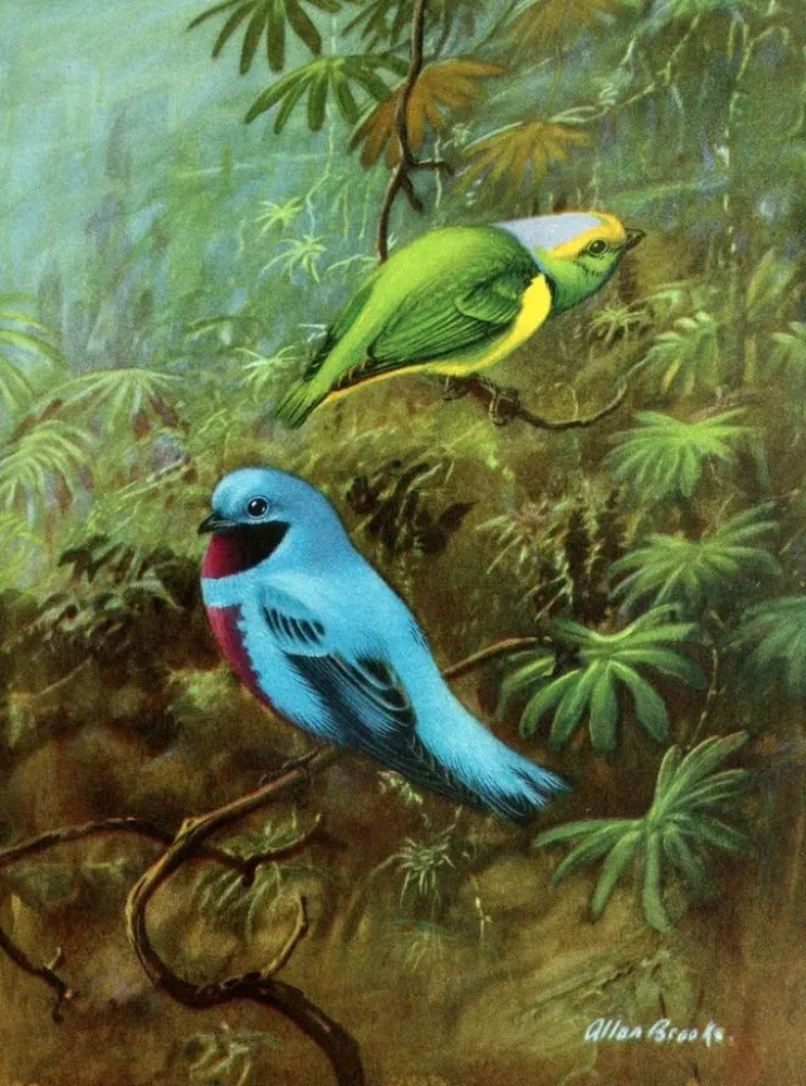 Costa Rica Tangara Gemälde und hübscher Cotinga - Allan Brooks
