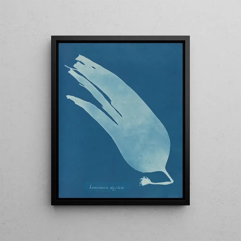 Digitiertes Laminar-Gemälde - Anna Atkins | Kunstdruck