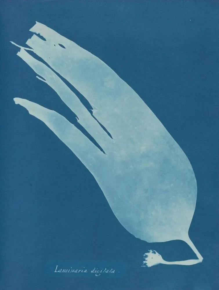 Digitiertes Laminar-Gemälde - Anna Atkins | Kunstdruck