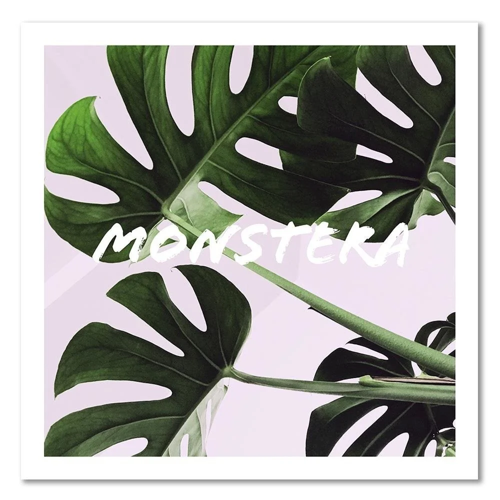 Dekorativer Paneeldruck, Exotische Blätter – Monstera 30x30 Feeby
