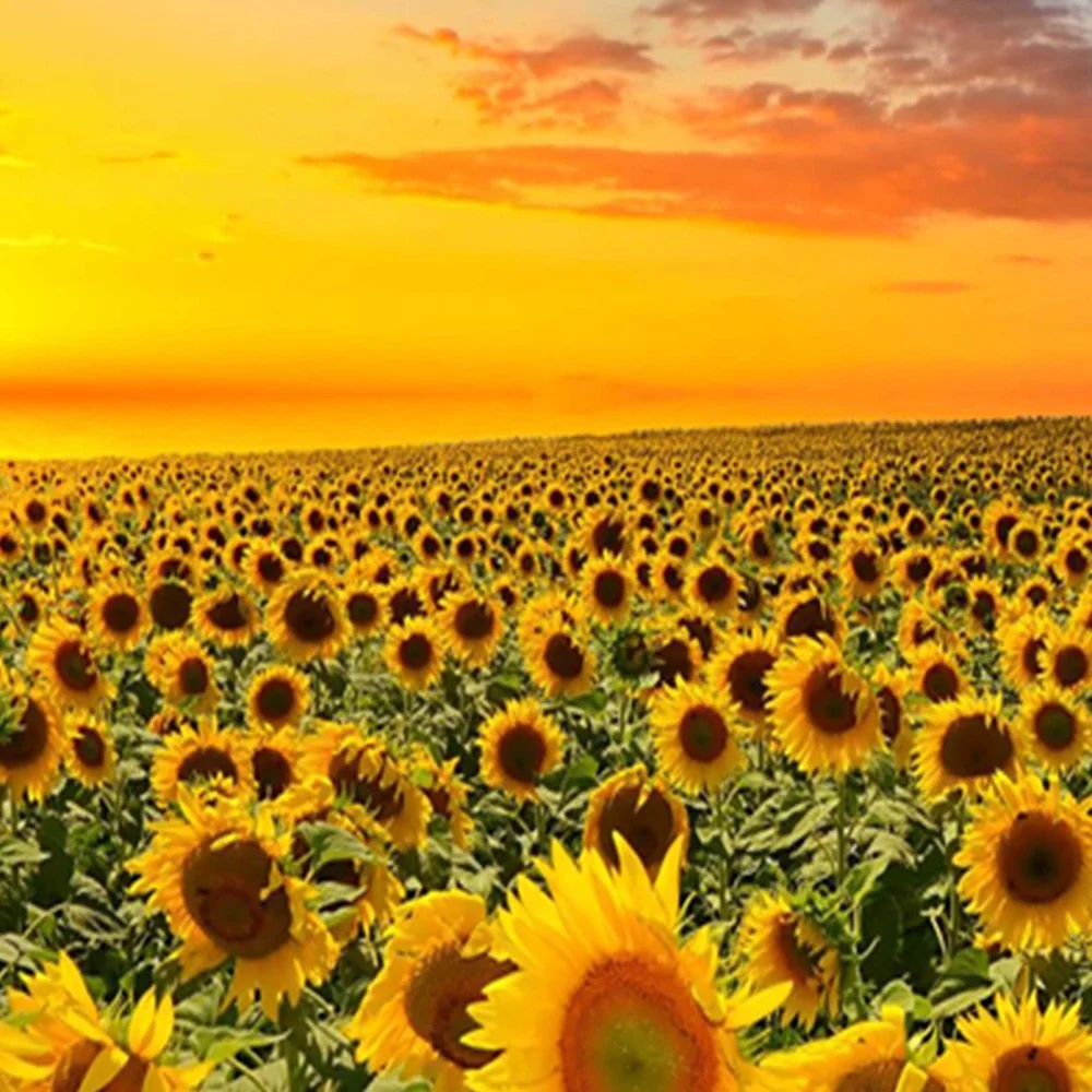 Raumteiler, doppelseitig drehbar, Landschaftsmotiv mit Sonnenblumen Feeby