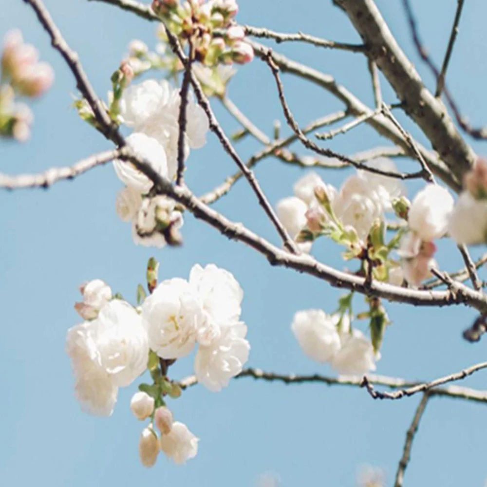 Raumteiler, doppelseitig drehbar, mit blühenden Blüten einem Zweig Feeby