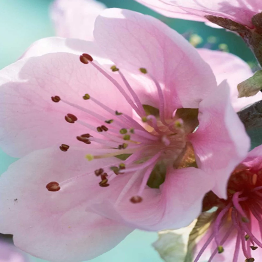 Raumteiler, doppelseitig drehbar, Nahaufnahme einer Kirschblüte Feeby