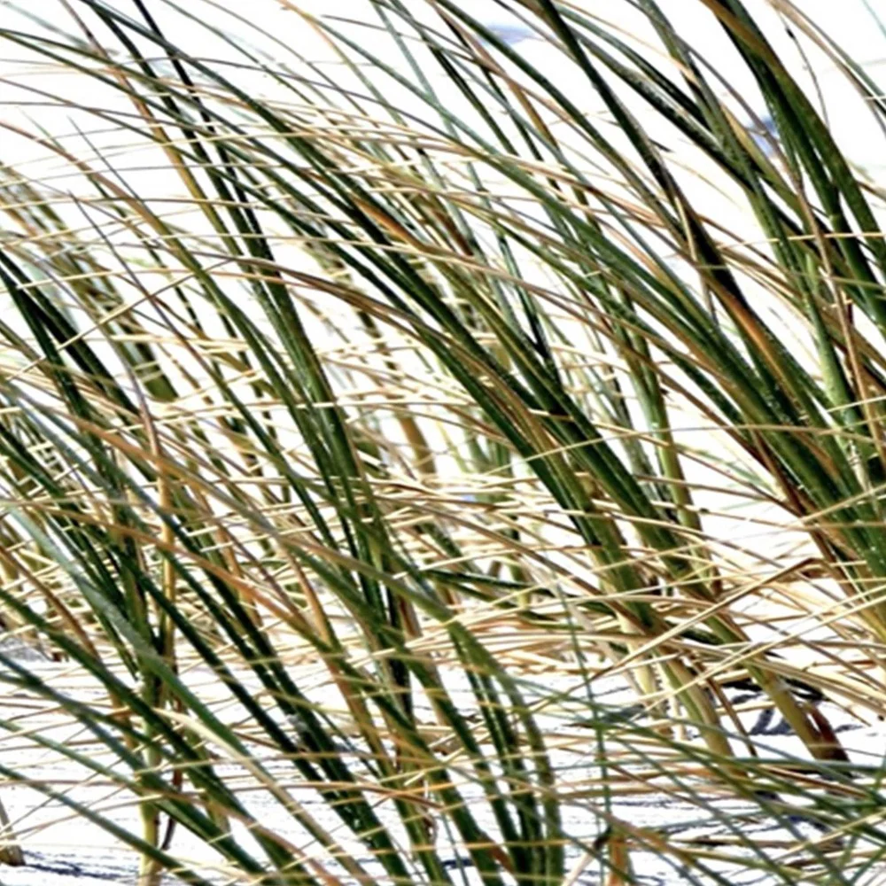 Raumteiler, doppelseitig, Gras am Meeresstrand Feeby