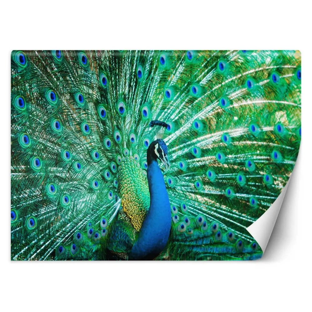 Tapete, bunte Vögel, Pfau, Natur 100x70 Feeby