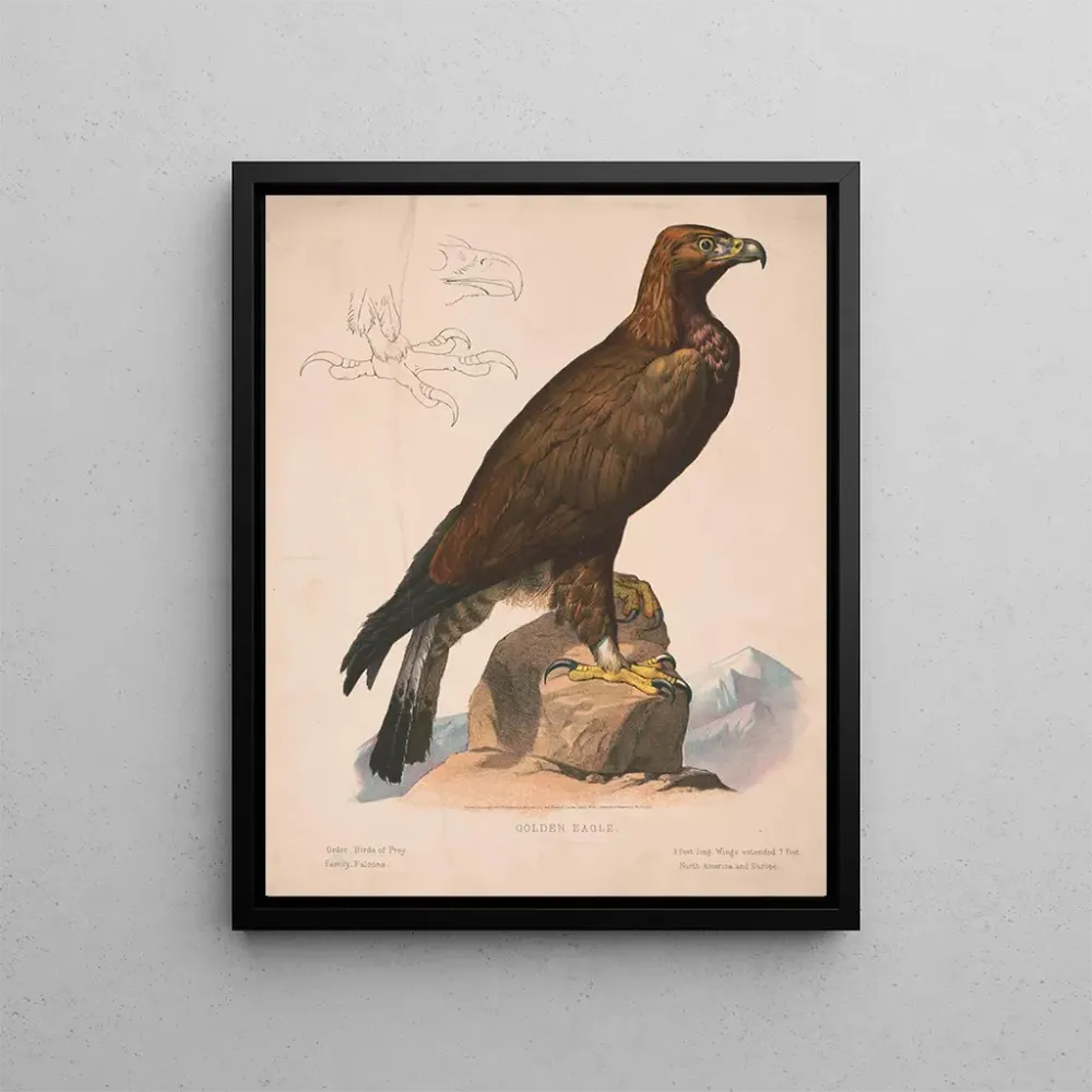 Gemälde Adler - Louis Prang Co | Kunstdruck