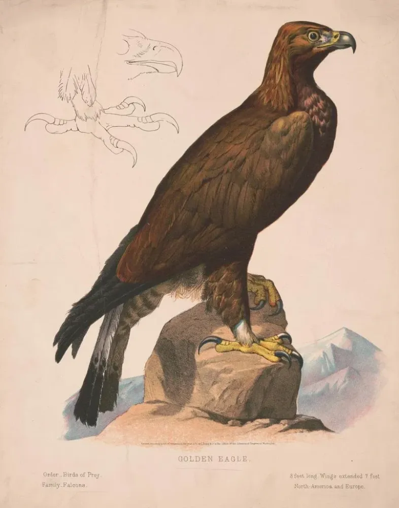Gemälde Adler - Louis Prang Co | Kunstdruck