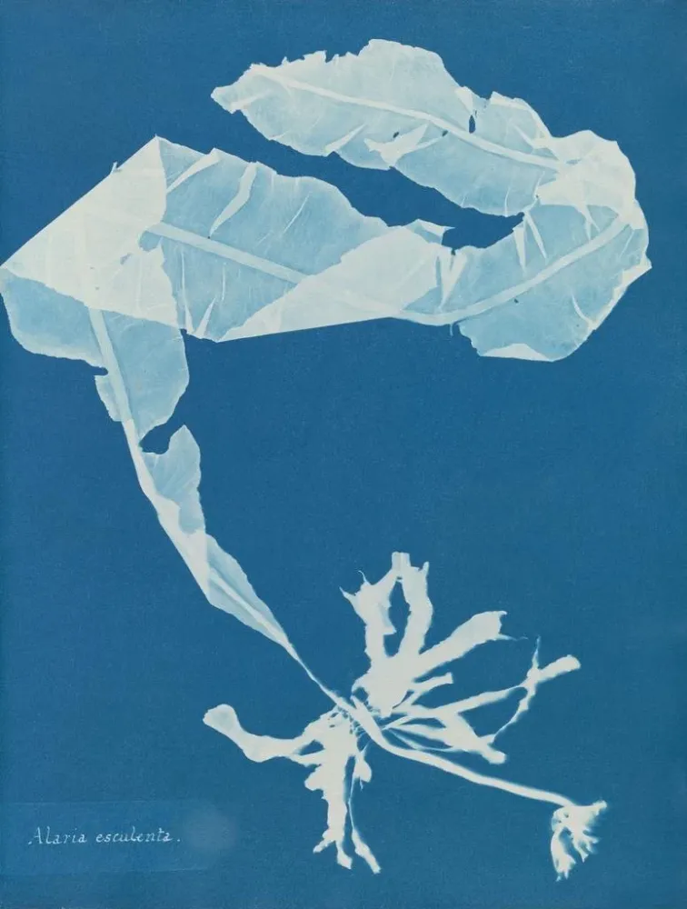 Gemälde Alaria esculenta - Anna Atkins