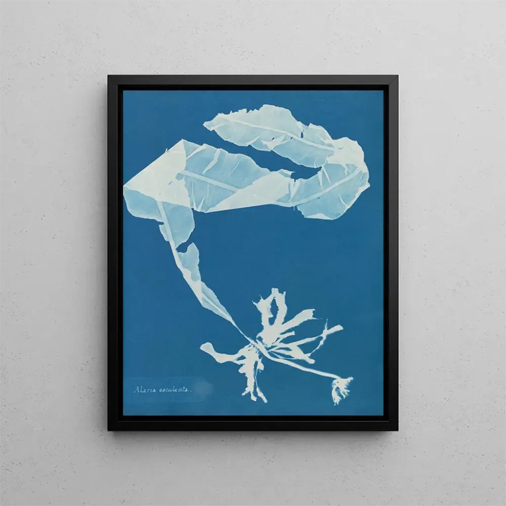 Gemälde Alaria esculenta - Anna Atkins