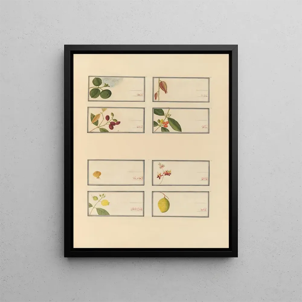Gemälde Album chinesischer Aquarellbilder asiatischer Früchte Pl24 - Anonym | Kunstdruck