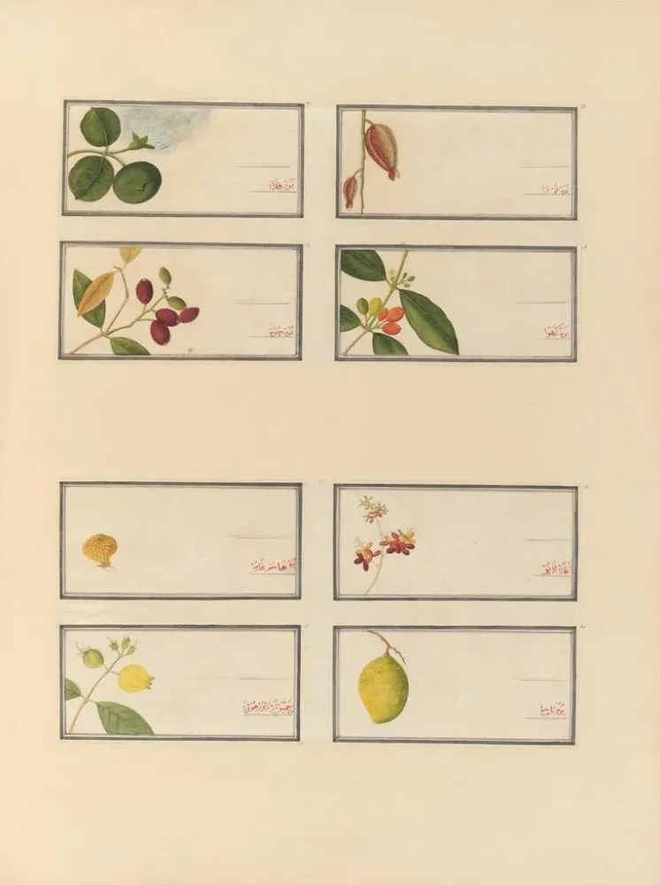 Gemälde Album chinesischer Aquarellbilder asiatischer Früchte Pl24 - Anonym | Kunstdruck