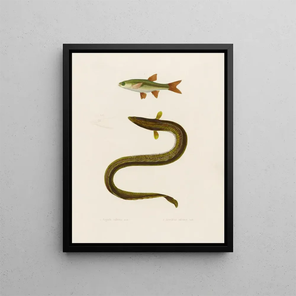 Gemälde Anguilla Callensis Leuciscus Callensis - Arthus Bertrand | Kunstdruck