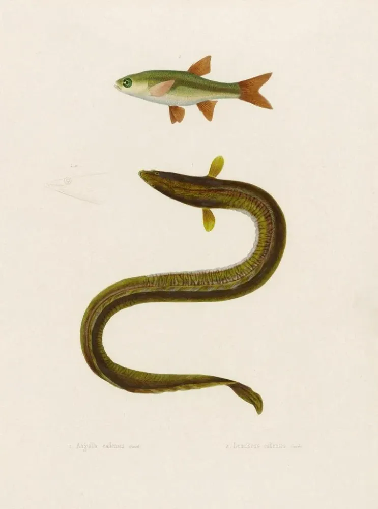 Gemälde Anguilla Callensis Leuciscus Callensis - Arthus Bertrand | Kunstdruck