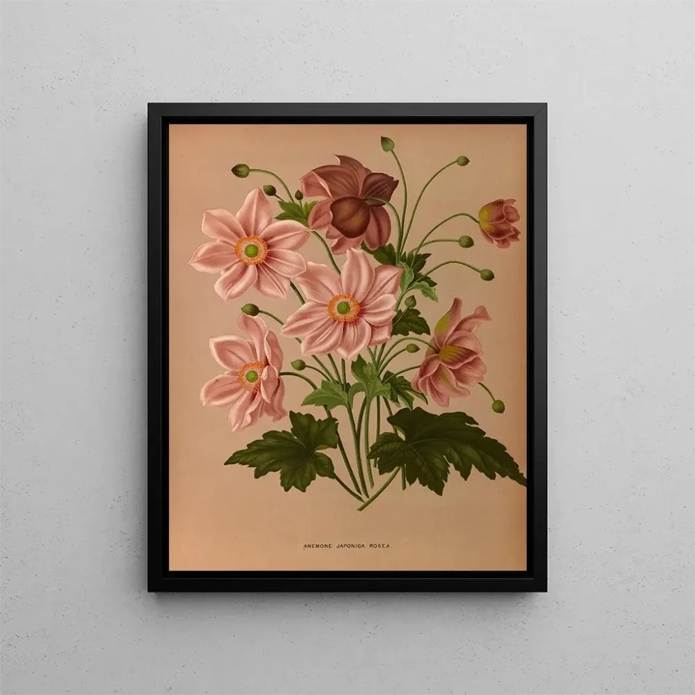 Gemälde émone japonica Rosea - Arentina Hendrica Arendsen | Kunstdruck