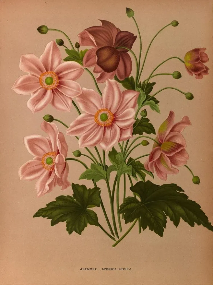 Gemälde émone japonica Rosea - Arentina Hendrica Arendsen | Kunstdruck